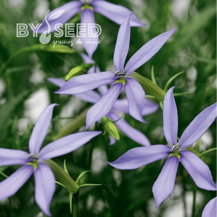 Laurentia (Isotoma) Starshine Blue (graines enrobées)