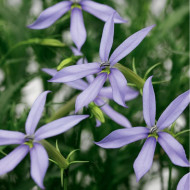 Laurentia (Isotoma) Starshine Blue (graines enrobées)