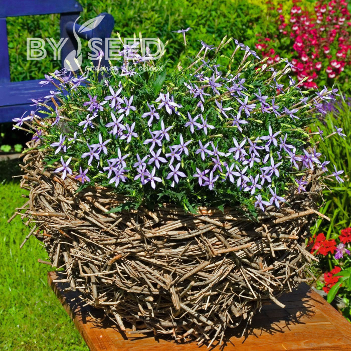 Laurentia (Isotoma) Starshine Blue (graines enrobées)