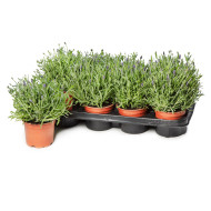 Lavande Cleo-Patio®