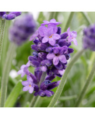 Laurentia (Isotoma) Starshine Blue (graines enrobées)
