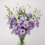 Lisianthus ABC F1 Lavender (2-3)
