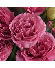 Lisianthus ABC F1 Lavender (2-3)