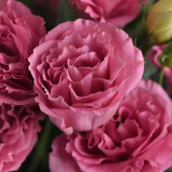Lisianthus ABC F1 Rose (3)