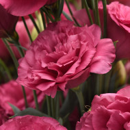 Lisianthus Can Can F1 Carmine Rose (2-2,5)