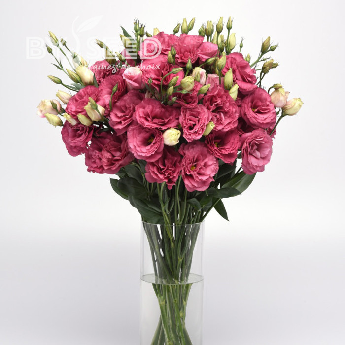 Lisianthus Can Can F1 Carmine Rose (2-2,5)