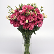 Lisianthus Can Can F1 Carmine Rose (2-2,5)