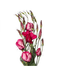 Lisianthus F1 Adom Red Picotee III (graines enrobées)