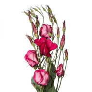Lisianthus F1 Adom Deep Red III (graines enrobées)