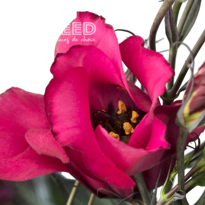 Lisianthus F1 Adom Deep Red III (graines enrobées)