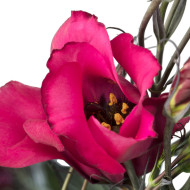 Lisianthus F1 Adom Deep Red III (graines enrobées)