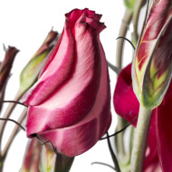 Lisianthus F1 Adom Deep Red III (graines enrobées)