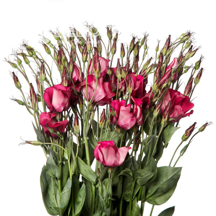 Lisianthus F1 Adom Deep Red III (graines enrobées)