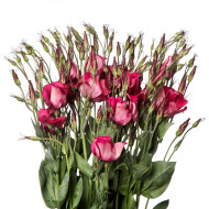 Lisianthus F1 Adom Deep Red III (graines enrobées)