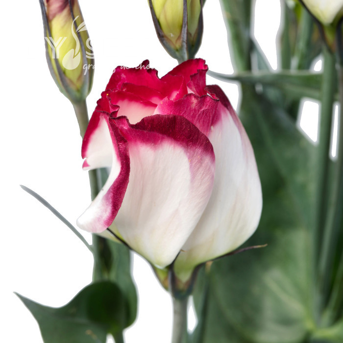 Lisianthus F1 Adom Red Picotee III (graines enrobées)