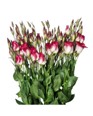 Lisianthus F1 Carice Lavender III (graines enrobées)