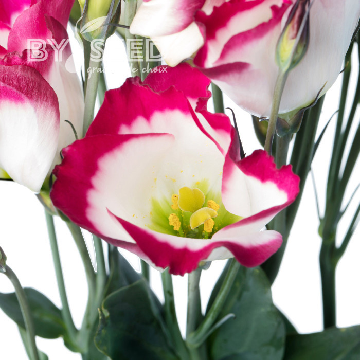 Lisianthus F1 Adom Red Picotee III (graines enrobées)