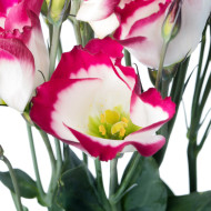 Lisianthus F1 Adom Red Picotee III (graines enrobées)