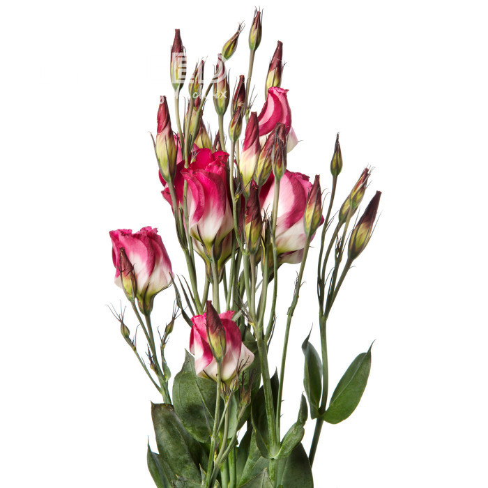 Lisianthus F1 Adom Red Picotee III (graines enrobées)
