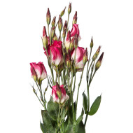 Lisianthus F1 Adom Red Picotee III (graines enrobées)