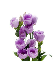 Lisianthus F1 Adom Red Picotee III (graines enrobées)