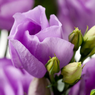 Lisianthus F1 Carice Lavender III (graines enrobées)
