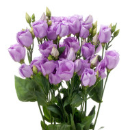 Lisianthus F1 Carice Lavender III (graines enrobées)