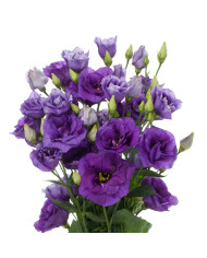 Lisianthus F1 Carice Lavender III (graines enrobées)