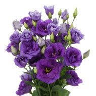 Lisianthus F1 Cessna Blue III (graines enrobées)