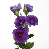 Lisianthus F1 Cessna Blue III (graines enrobées)