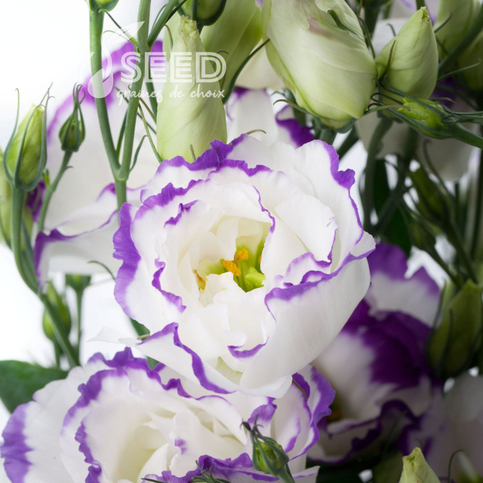 Lisianthus F1 Cessna Blue Picotee III (graines enrobées)