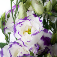 Lisianthus F1 Cessna Blue Picotee III (graines enrobées)