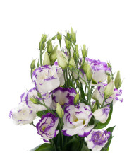 Lisianthus F1 Cessna Green III (graines enrobées)