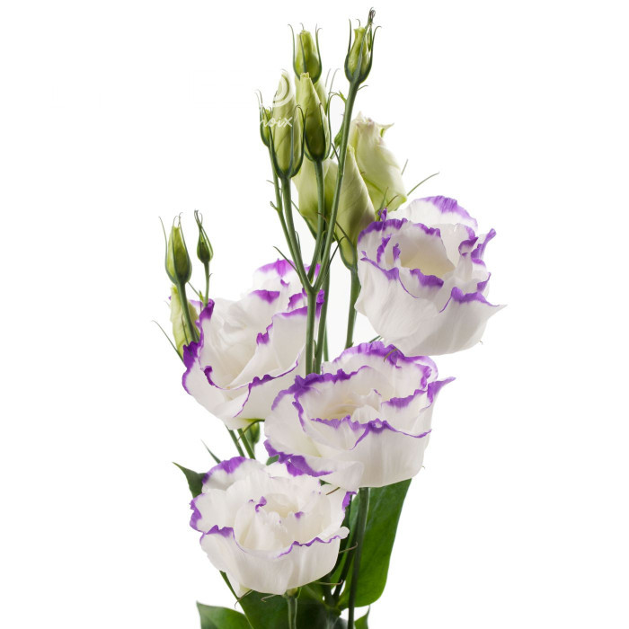 Lisianthus F1 Cessna Blue Picotee III (graines enrobées)