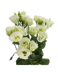 Lisianthus F1 Cessna Pure White III (graines enrobées)