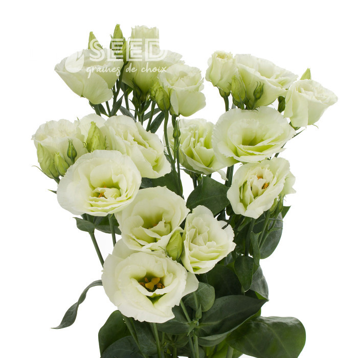 Lisianthus F1 Cessna Green III (graines enrobées)