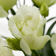 Lisianthus F1 Cessna Green III (graines enrobées)