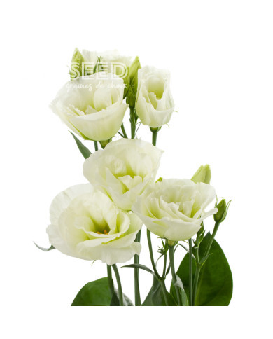 Lisianthus F1 Cessna Green III (graines enrobées)