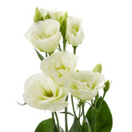 Lisianthus F1 Cessna Green III (graines enrobées)