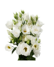 Lisianthus F1 Cessna Green III (graines enrobées)