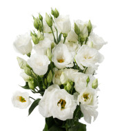 Lisianthus F1 Cessna Pure White III (graines enrobées)
