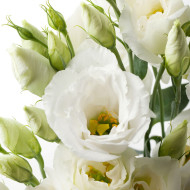 Lisianthus F1 Cessna Pure White III (graines enrobées)