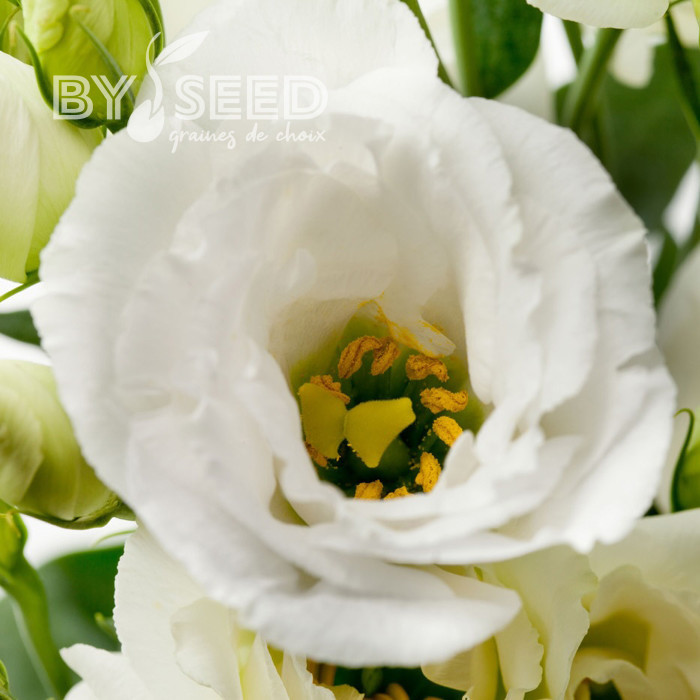 Lisianthus F1 Cessna Pure White III (graines enrobées)
