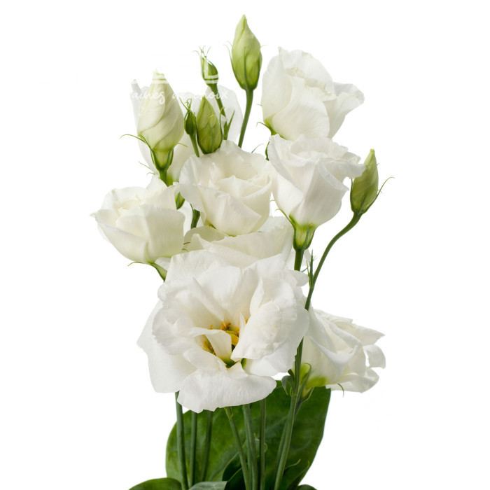 Lisianthus F1 Cessna Pure White III (graines enrobées)