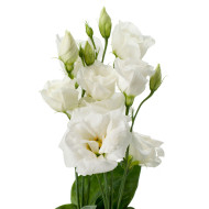 Lisianthus F1 Cessna Pure White III (graines enrobées)