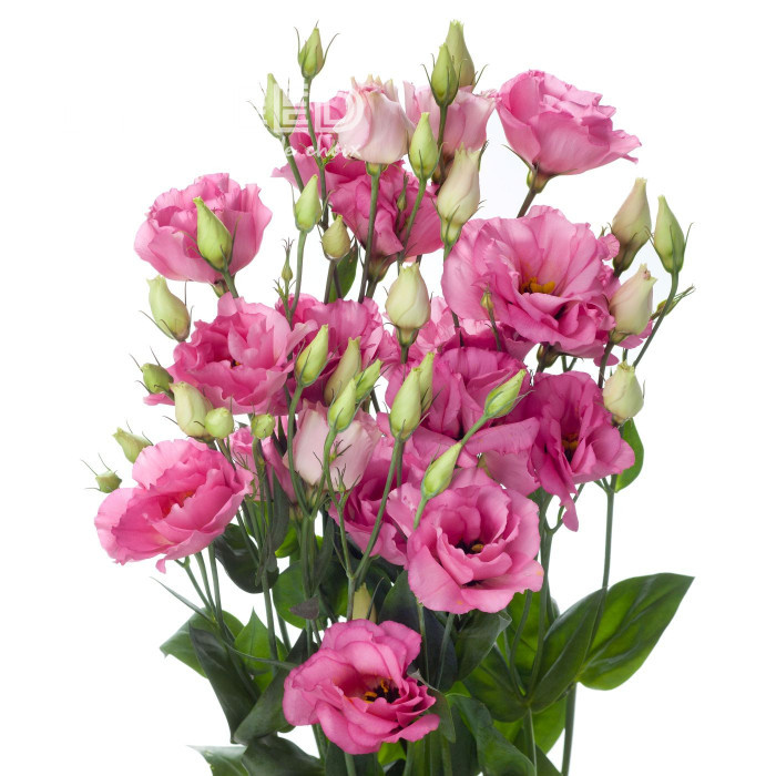 Lisianthus F1 Cessna Rose III (graines enrobées)