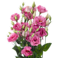 Lisianthus F1 Cessna Rose III (graines enrobées)