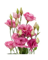 Lisianthus F1 Cessna Pure White III (graines enrobées)