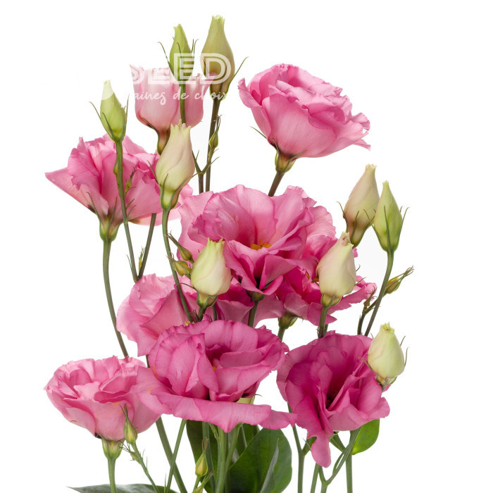 Lisianthus F1 Cessna Rose III (graines enrobées)