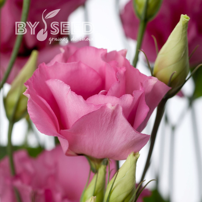Lisianthus F1 Cessna Rose III (graines enrobées)